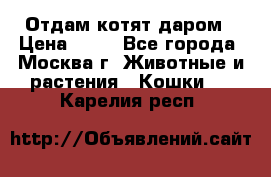 Отдам котят даром › Цена ­ 10 - Все города, Москва г. Животные и растения » Кошки   . Карелия респ.